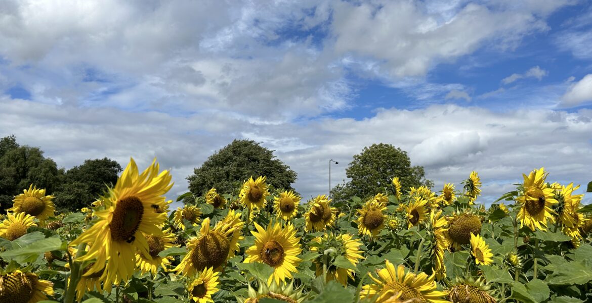 Image shows a field of sunflowers and a blue and cloudy sky